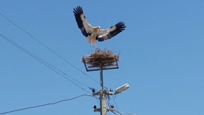 Sazlı’da leylekler yeni yuvasına kavuştu