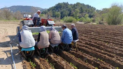 Selendi’de tütün mesaisi başladı