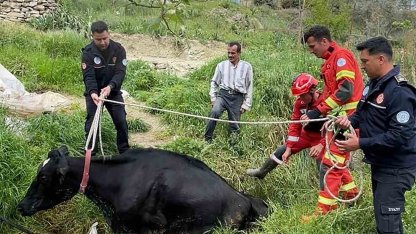 Seydikemer’de mahsur kalan inek itfaiye ekipleri tarafından kurtarıldı