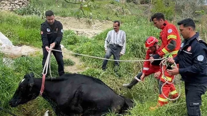 Seydikemer’de mahsur kalan inek itfaiye ekipleri tarafından kurtarıldı