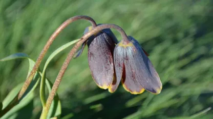 Simav Dağı rengârenk ters lalelere ev sahipliği yapıyor