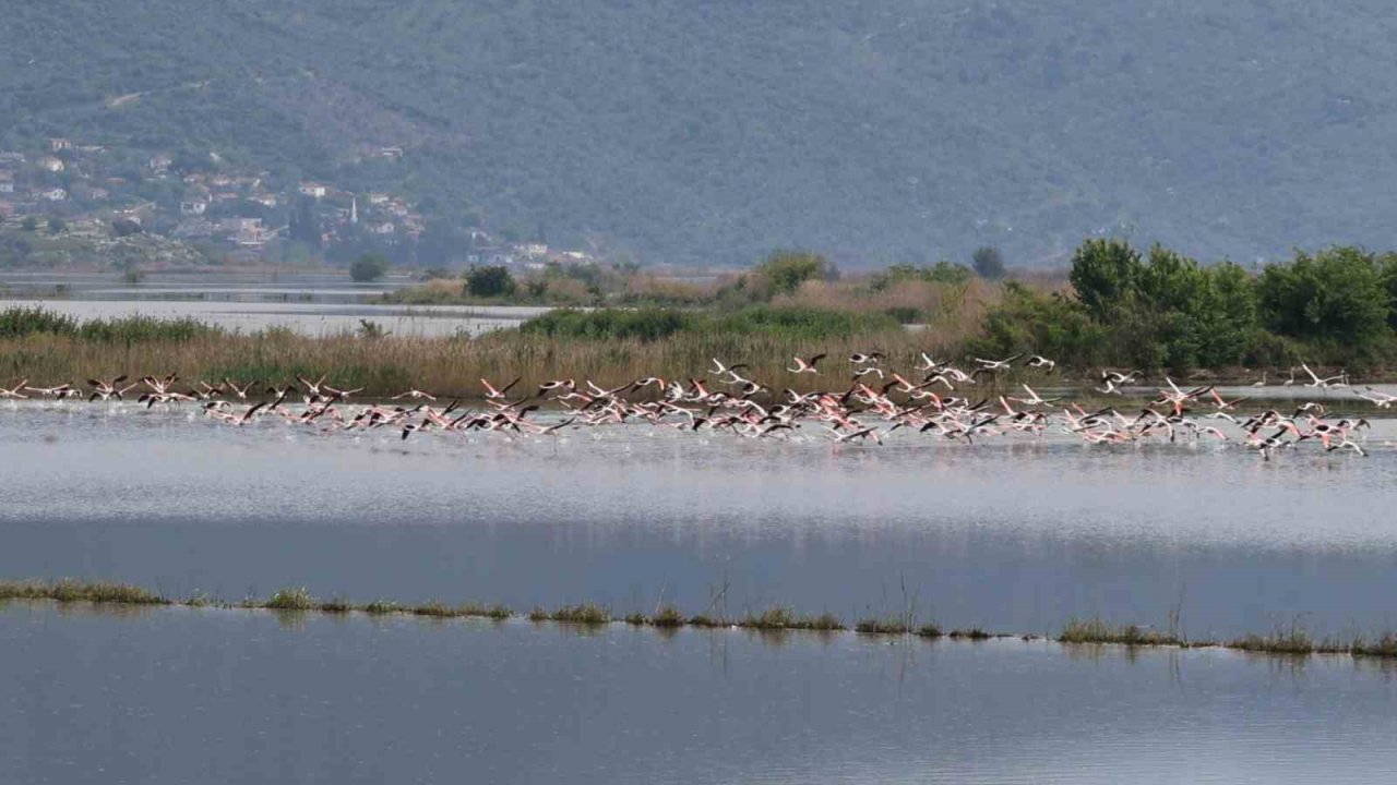 Su altında kalan arazilerde flamingolar görsel şölen oluşturdu