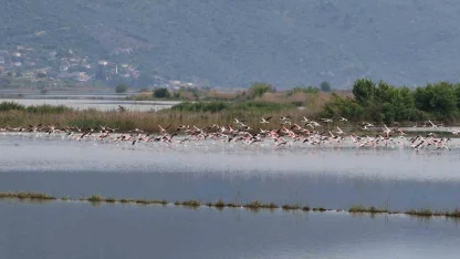Su altında kalan arazilerde flamingolar görsel şölen oluşturdu
