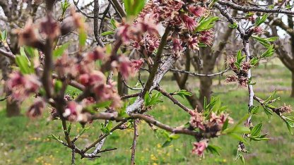 Sultandağı’nda kayısı ve erikleri don vurdu, kiraz kurtuldu