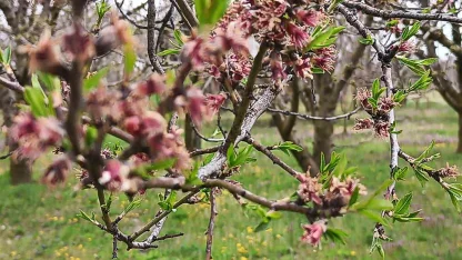 Sultandağı’nda kayısı ve erikleri don vurdu, kiraz kurtuldu