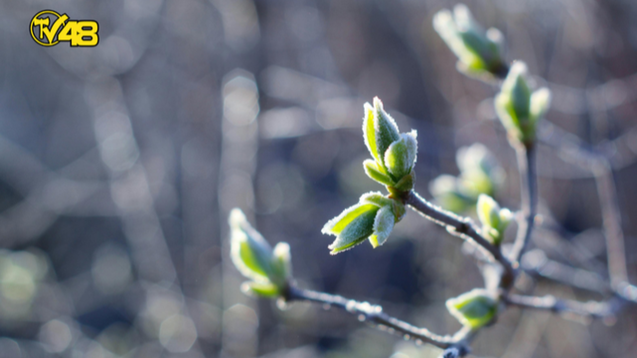 Tarım ve Orman Bakanlığı Zirai Don Riskine Karşı Uyardı