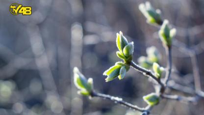 Tarım ve Orman Bakanlığı Zirai Don Riskine Karşı Uyardı