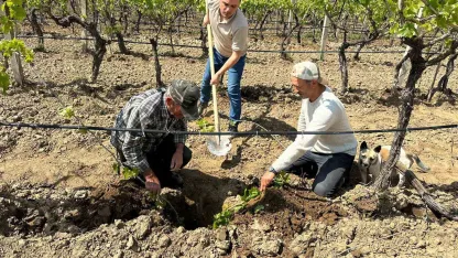 TARİŞ’ten bağlara yakın takip