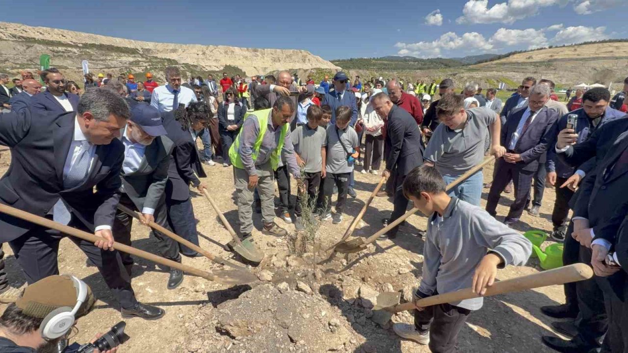 Taşınan her zeytin ağacına karşılık fidan: Milas’ta 4 bin zeytin toprakla buluştu