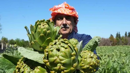 Urla’da sakız enginarının hasat mesaisi sürüyor