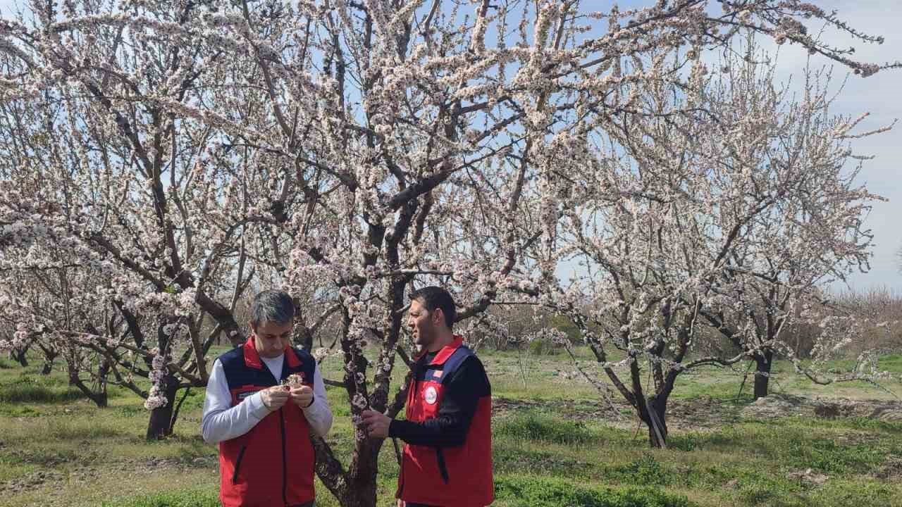 Zirai don uyarısı sonrası hasar tespit çalışması yapıldı