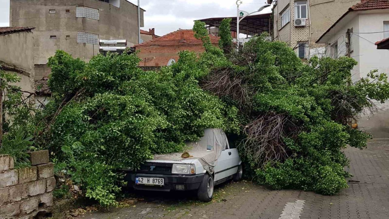 Asırlık ağaç park halindeki aracın üzerine devrildi
