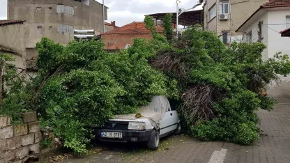 Asırlık ağaç park halindeki aracın üzerine devrildi