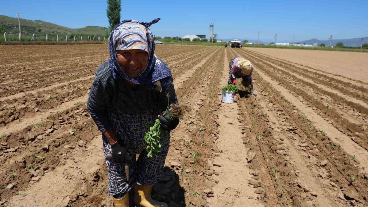 Aydın’da biberler toprakla buluştu