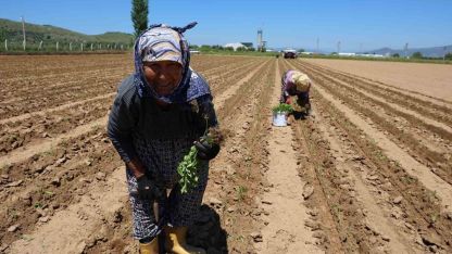 Aydın’da biberler toprakla buluştu