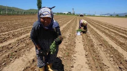 Aydın’da biberler toprakla buluştu