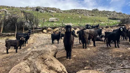 Denizli’de küçükbaş hayvancılık yetiştiriciliği giderek azarlıyor