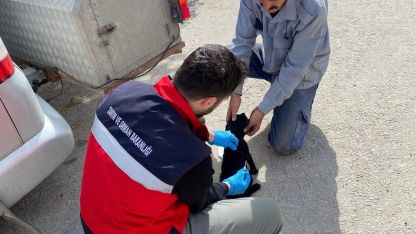 Emet’te sahipli kedi ve köpeklere mikroçip uygulaması, kimliklendirme ve pasaport tahsisi işlemleri