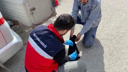 Emet’te sahipli kedi ve köpeklere mikroçip uygulaması, kimliklendirme ve pasaport tahsisi işlemleri
