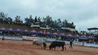 İzmir’de 3. Boğa Güreşleri Festivali heyecanı yaşandı
