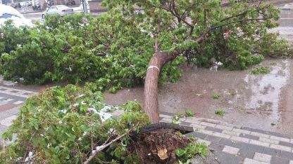 Karın ağırlığına dayanamayan ağaçlar devrildi