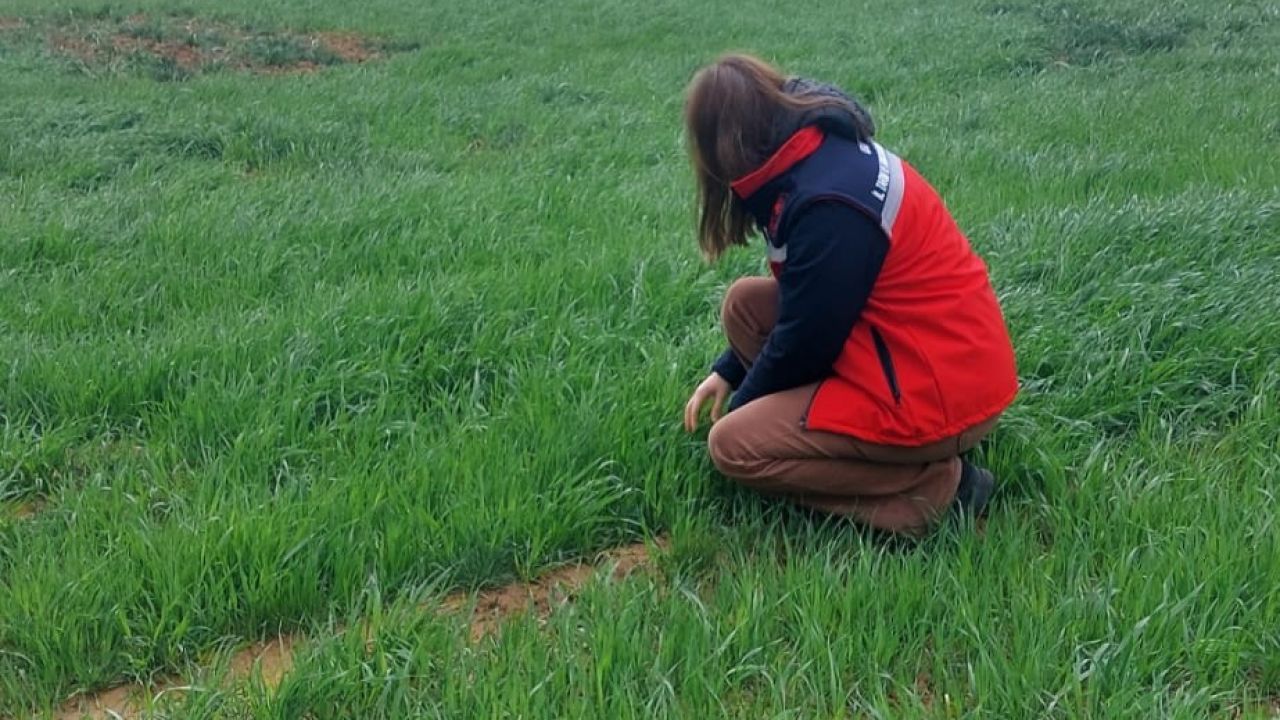 Uşak İl Tarım ve Orman Müdürlüğü ekiplerince sarı pas hastalığına karşı üreticileri bilgilendirdi