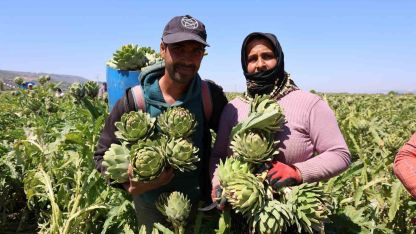 "Yeşil elmas" Aydın’da üretiliyor, yurdun dört bir yanına gönderiliyor