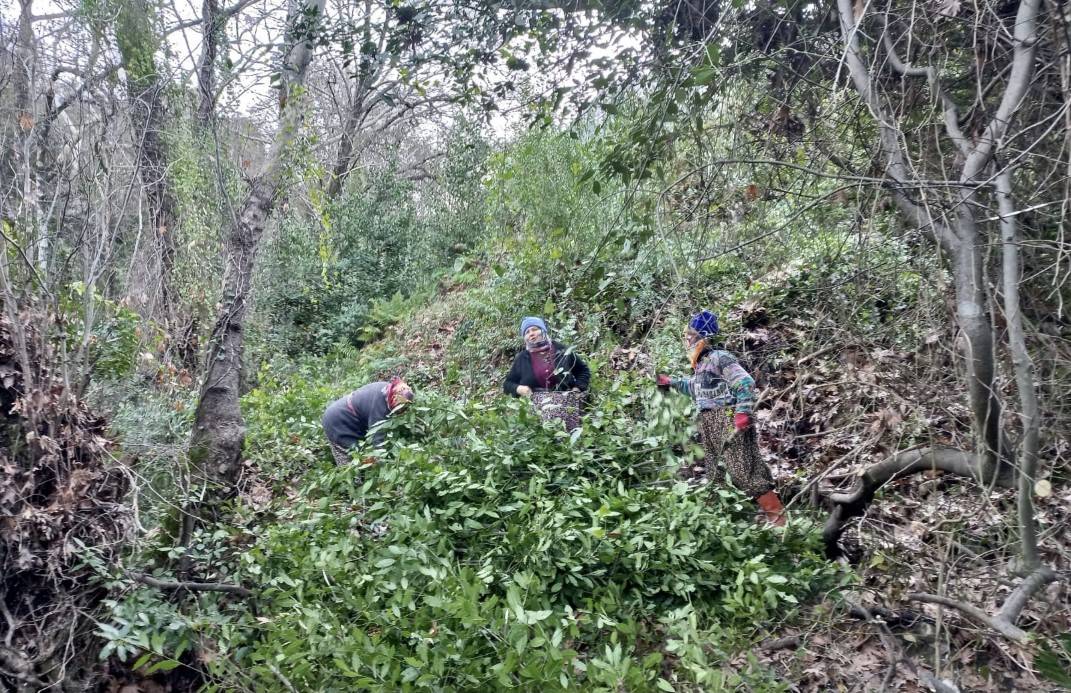 Defne Yaprağı Akseki'de Bir Köyün Geçim Kaynağı Oldu