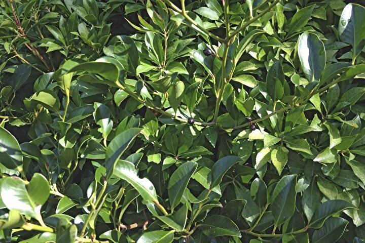 Defne Yaprağı Akseki'de Bir Köyün Geçim Kaynağı Oldu