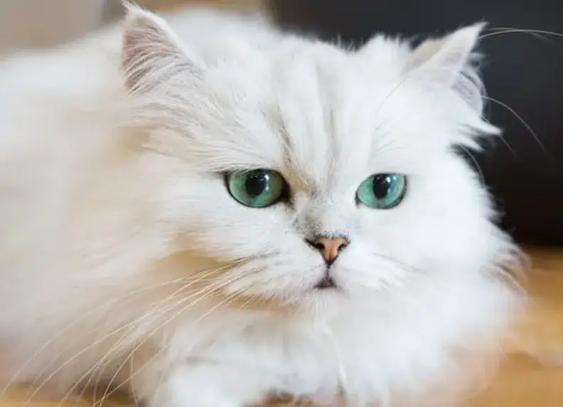 Evcil Hayvan Sahiplerine Mikroçip Uyarısı: Son Gün 31 Aralık