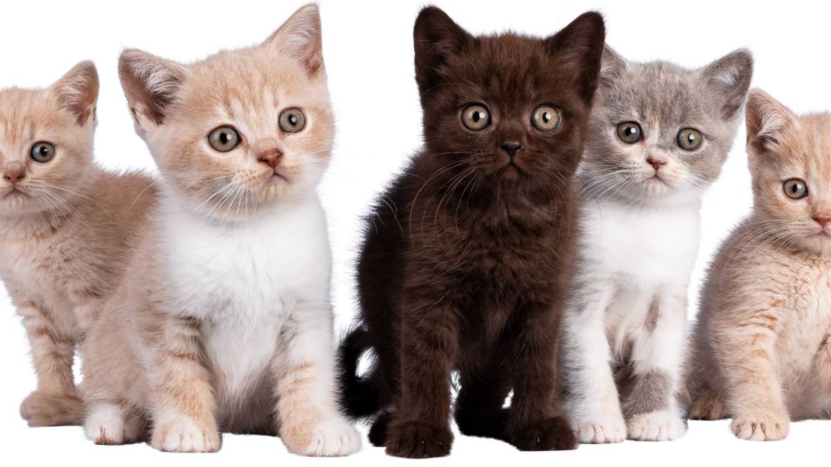 Evcil Hayvan Sahiplerine Mikroçip Uyarısı: Son Gün 31 Aralık