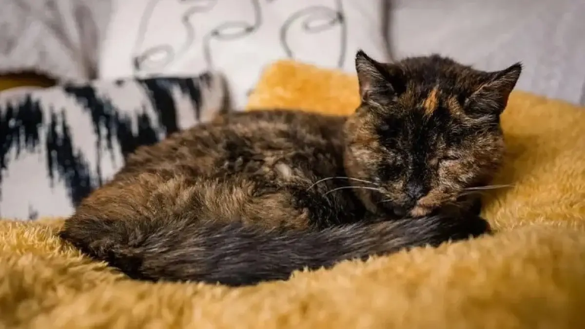 Dünyanın En Yaşlı Kedisi Flossie 30 Yaşında