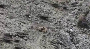 Oyun oynayan yavru ayılar kameralara yakalandı